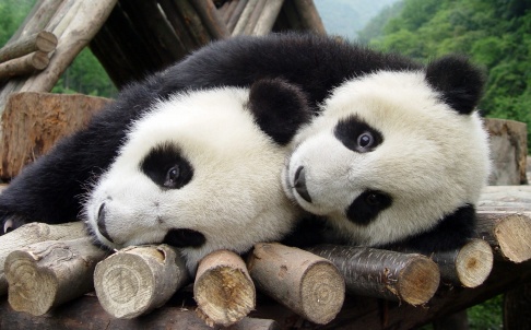 中国推出预言帝：熊猫宝宝来预测巴西世界杯结果