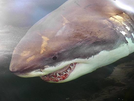 得益瀕危物種保護措施 美東部大白鯊數量激增