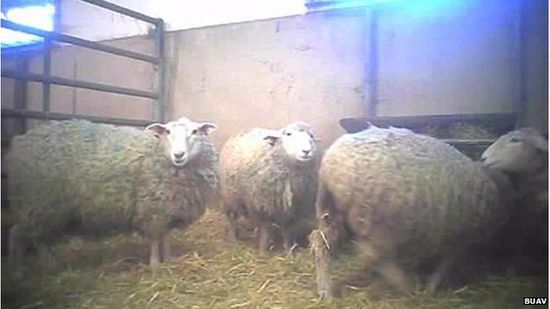 剑桥大学被控“虐待动物” 用山羊做“残忍实验”