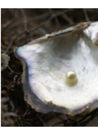 亮白肌肤美丽源泉——香奈儿珍珠光采美白系列