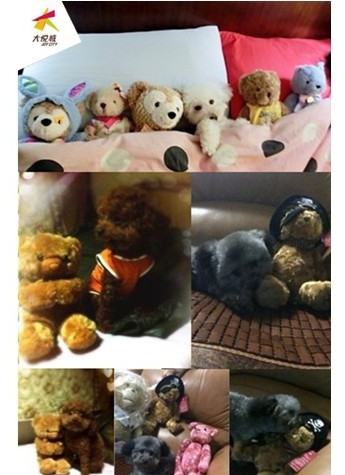 上海大悦城泰迪熊展举办泰迪狗狗相亲会