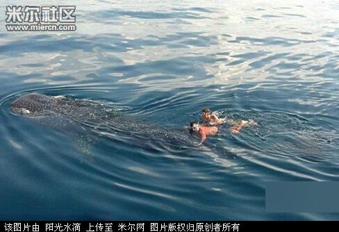 美国奇葩船长：抓9米长鲸鲨做自由潜水