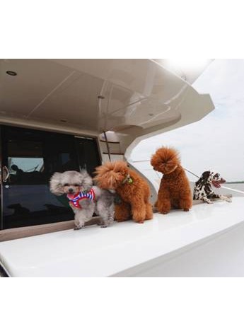 小鲜粮给狗狗带来游艇豪车直升机的奢华体验