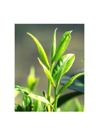 比黃金更珍貴的澳洲茶樹精華，除了戰痘還能干嘛？