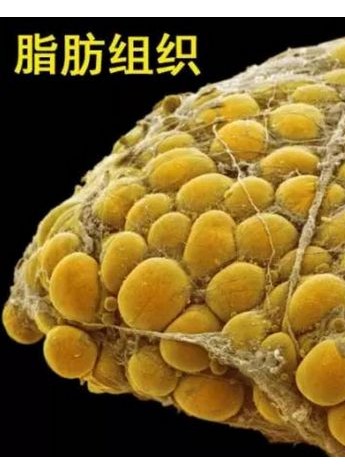 北京艾玛韦元强院长介绍——自体脂肪干细胞胶