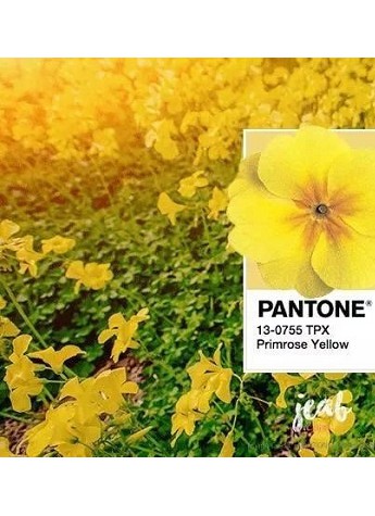 华为nova 3樱草金一出，时尚圈都按捺不住了