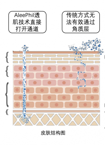 爱丽菲儿领衔全球护肤品牌，研发透肌新技术