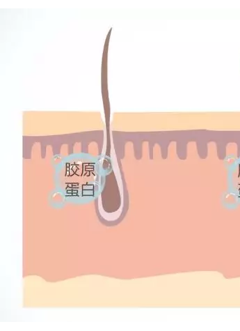 皮膚問(wèn)題的有效解決方法—修志夫醫(yī)學(xué)皮膚營(yíng)養(yǎng)餐