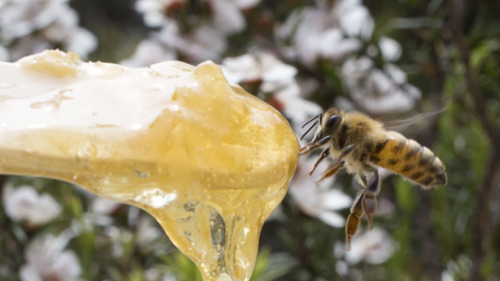 BEE+麦卢卡蜂蜜即将上线开售，你准备好了吗？
