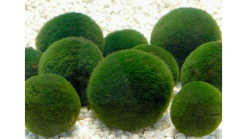 明明昂贵，为何日本还在护肤品里大量添加小球藻？