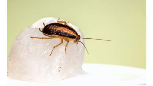 KINCHO金鸟|蟑螂满地跑，如何快速安全除掉它？