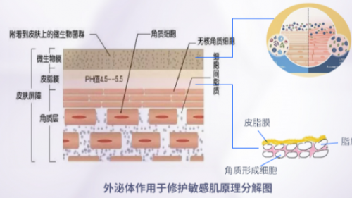 敏感肌克星“枳雀”的神奇功效