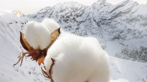 优质浴巾就要“精挑细选”，世界顶级长绒棉产区——中国新疆