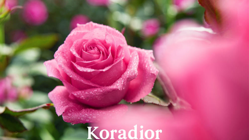 十余年研究成果，Koradior珂莱蒂尔推出Kora Rose珂莱尔玫瑰,绽放浪漫之美