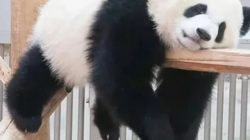 家里顽固污渍总洗不掉？试试火了百年的奶奶的秘密